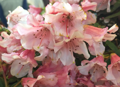 Rhododendron 'Wee Bee'